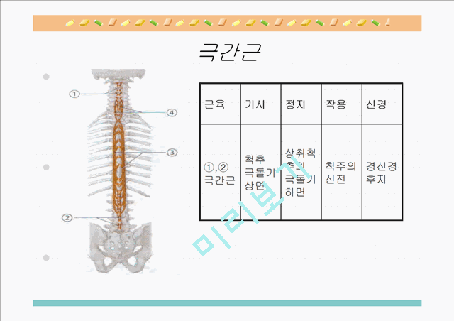 [의학,약학][해부생리] 척추를 움직이는 근육들   (9 )